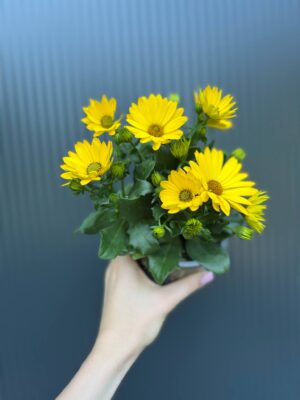 Osteospermum – Stokrotka afrykańska