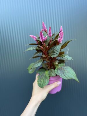 Celosia Merida Pink