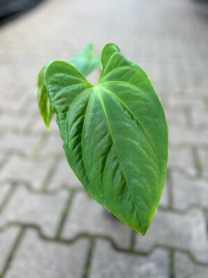 Anthurium Mystery (Anth. sagittatum ‘Slim’ x Anth. besseae aff)