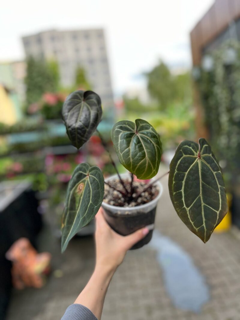 Dockblock Anthurium Michelle® ’11’ x Red Velvet Cake® ’24’