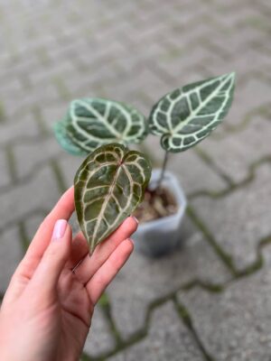 Dockblock Anthurium Zara® x Michelle®
