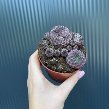 Sulcorebutia rauschii