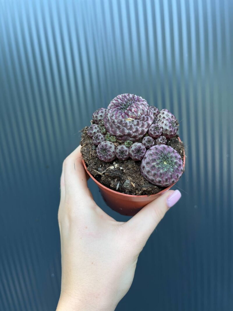 Sulcorebutia rauschii Sulcorebutia rauschii