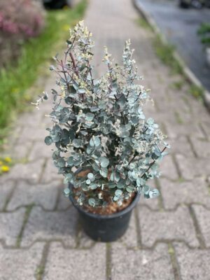 Eukaliptus gunni