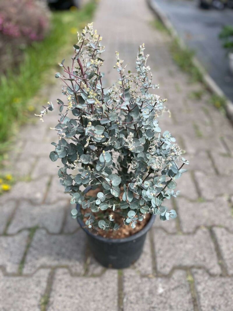 Eukaliptus gunni
