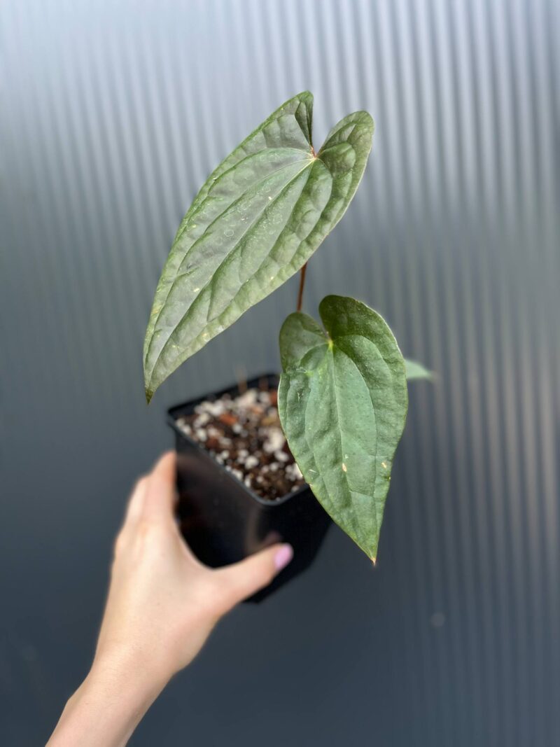 Anturium Ximeportilla (Anth. papillilaminum x Anth. luxurians)