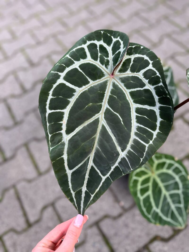Dockblock Anthurium Michelle®