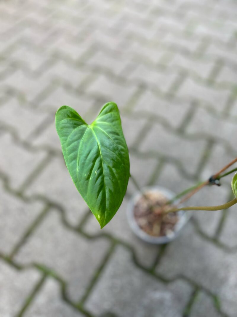 Anthurium Mystery (Anth. sagittatum ‘Slim’ x Anth. besseae aff)