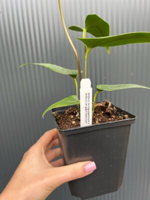 Anthurium Nigrolaminum × Anthurium papillilaminum