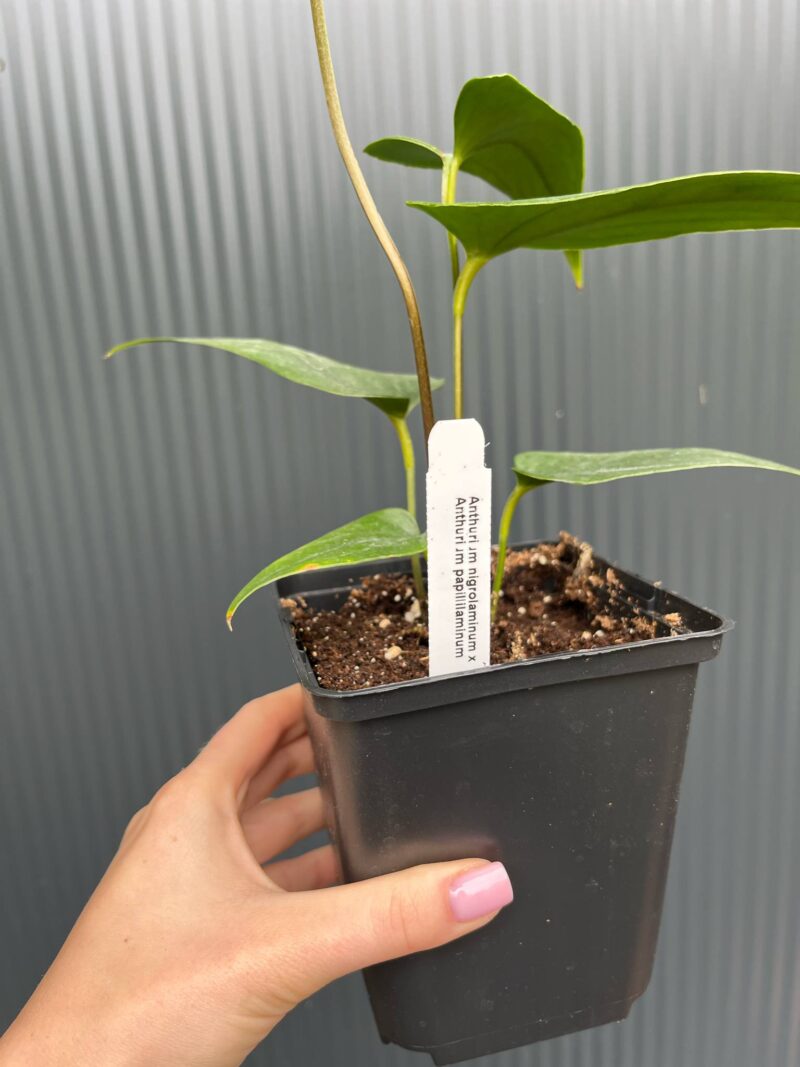 Anthurium Nigrolaminum × Anthurium papillilaminum
