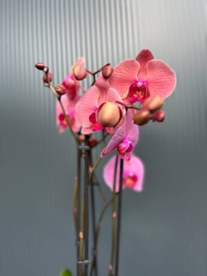 Phalaenopsis Fancy Clementine | Storczyk