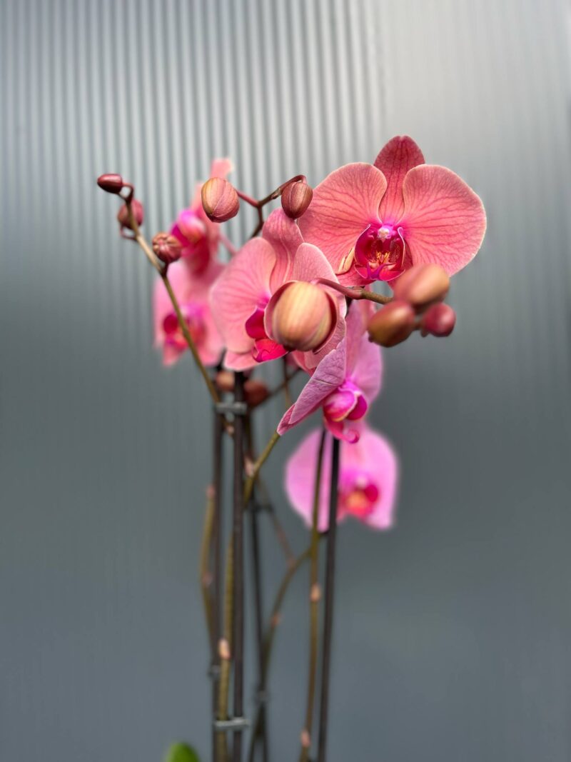 Phalaenopsis Fancy Clementine | Storczyk Phalaenopsis Fancy Clementine | Storczyk