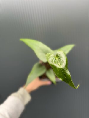 Anthurium Nigrolaminum × Anthurium papillilaminum