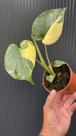 Monstera Aurea Variegata POM POM