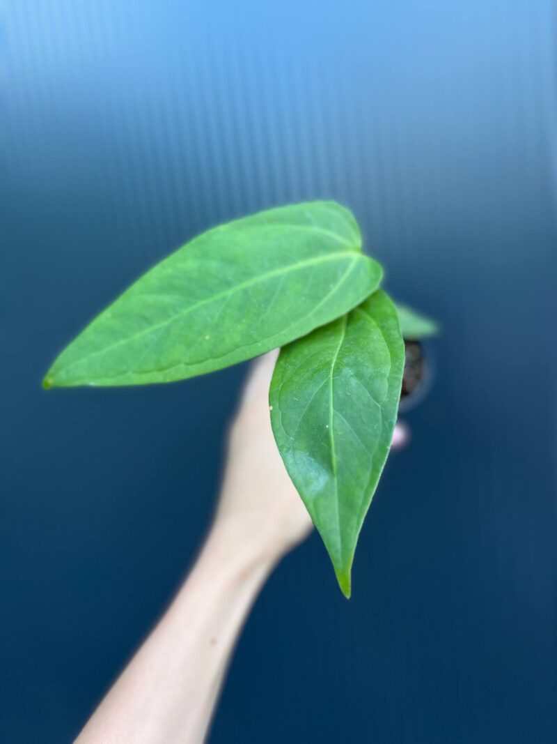 Anthurium Hibrido