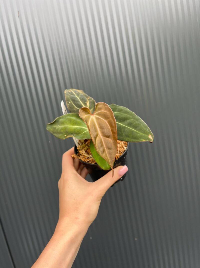Anthurium Crystal Sky Anthurium Crystal Sky