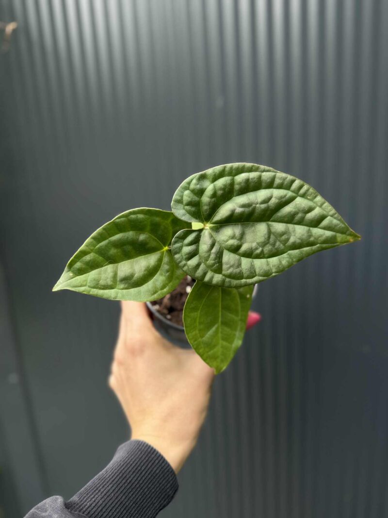 Anthurium Raven Soul