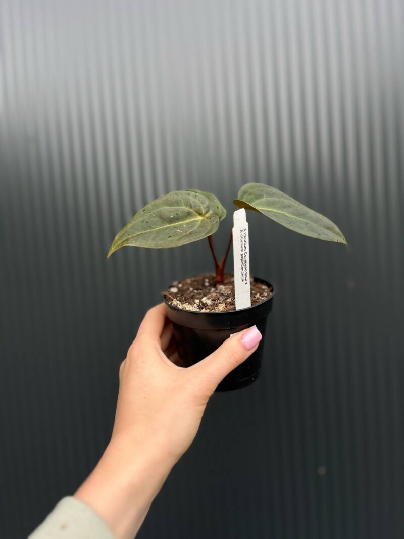 Anthurium Cuyabeno Soul x Anthurium Papillilaminum 