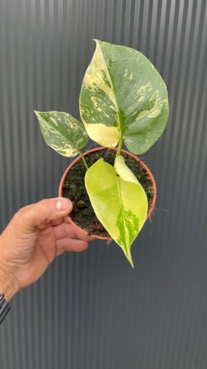 Monstera Aurea Variegata POM POM