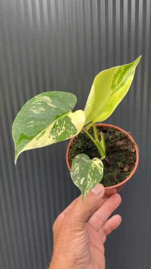 Monstera Aurea Variegata POM POM