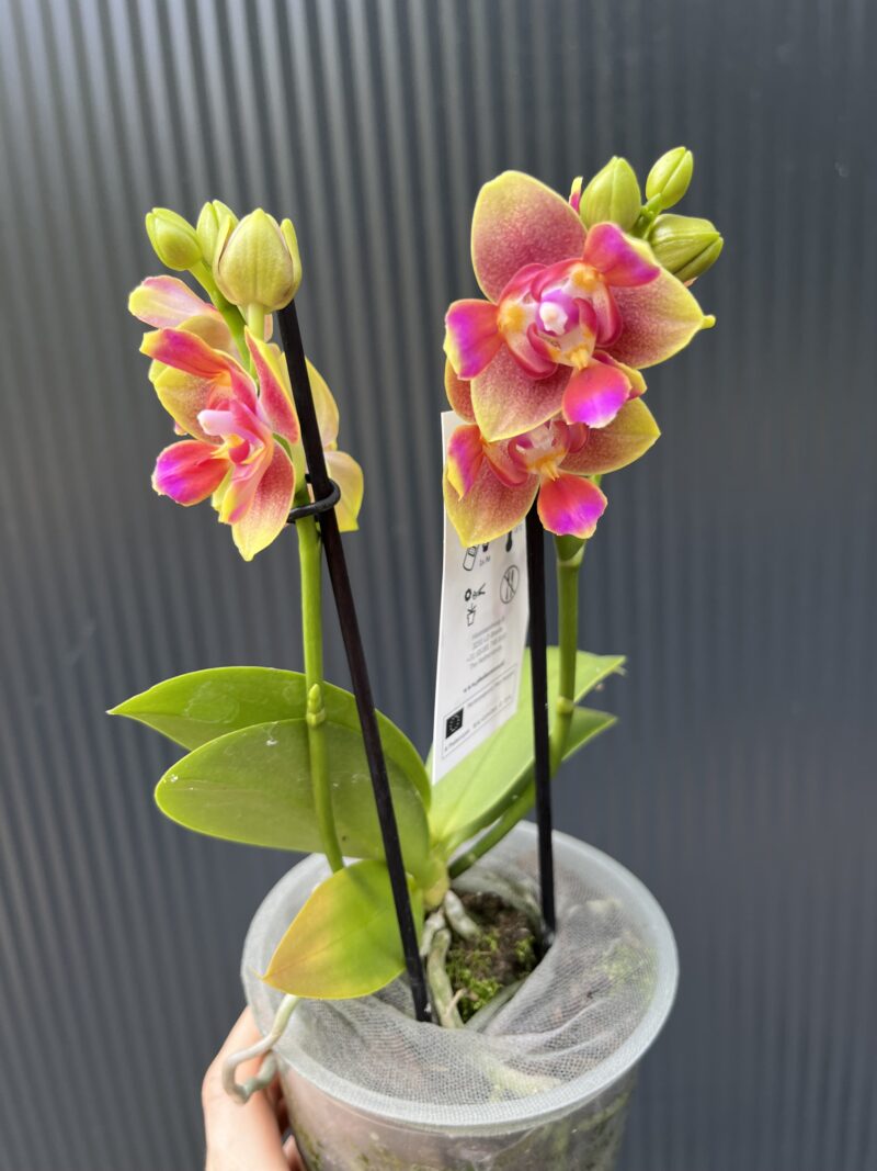 Phalaenopsis Peloric “3 Lips” | Storczyk pachnący Phalaenopsis Peloric “3 Lips” | Storczyk pachnący