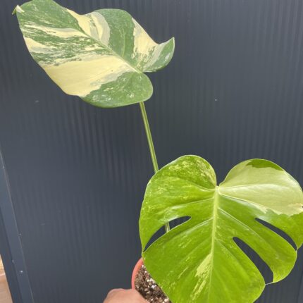 Monstera Aurea Variegata POM POM