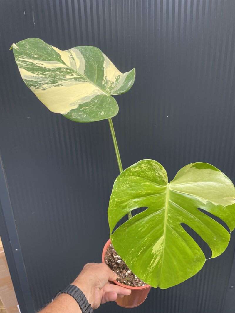 Monstera Aurea Variegata POM POM