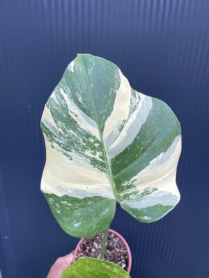 Monstera Aurea Variegata POM POM