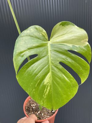 Monstera Aurea Variegata POM POM