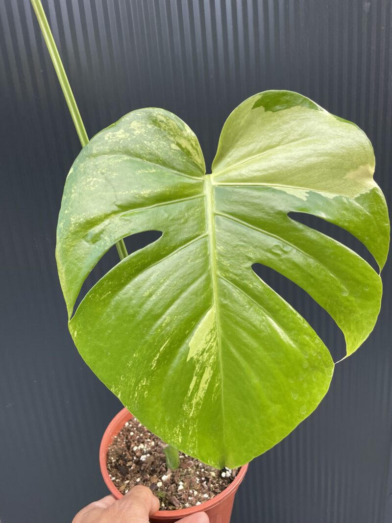Monstera Aurea Variegata POM POM