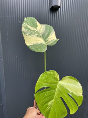 Monstera Aurea Variegata POM POM