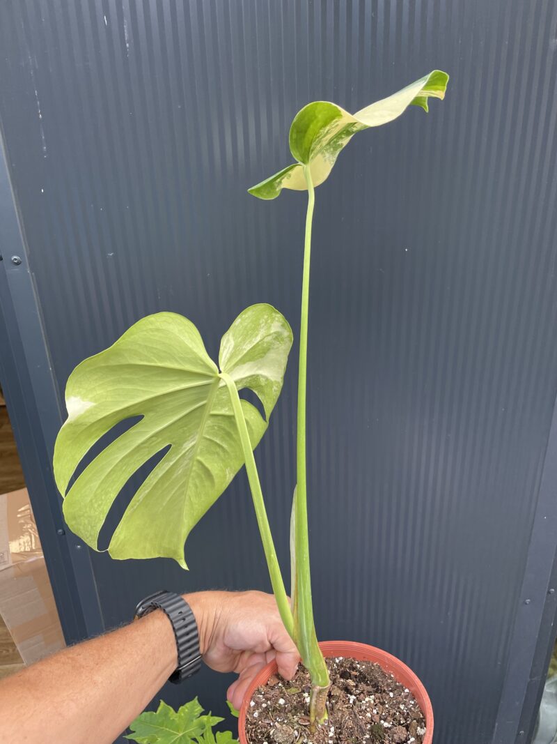 Monstera Aurea Variegata POM POM