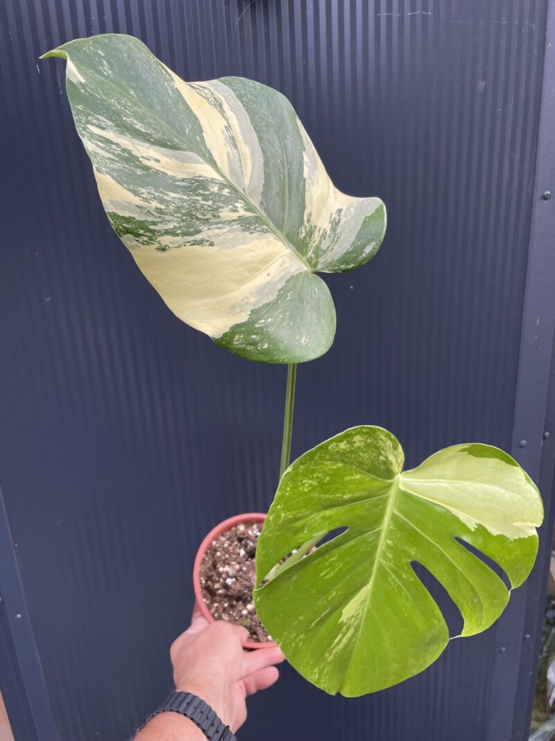 Monstera Aurea Variegata POM POM