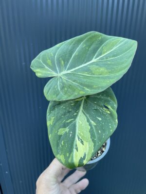 Philodendron Gloriosum Tricolor Variegata (nr 7436)