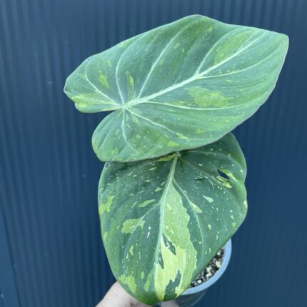 Philodendron Gloriosum Tricolor Variegata (nr 7436)
