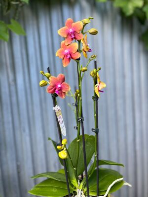 Phalaenopsis Bolgheri | Storczyk Pachnący