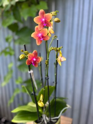 Phalaenopsis Bolgheri | Storczyk Pachnący