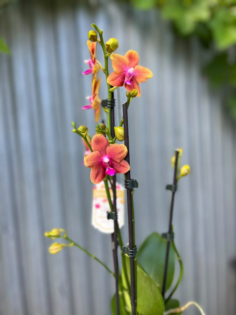 Phalaenopsis Bolgheri | Storczyk Pachnący