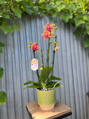 Phalaenopsis Bolgheri | Storczyk Pachnący