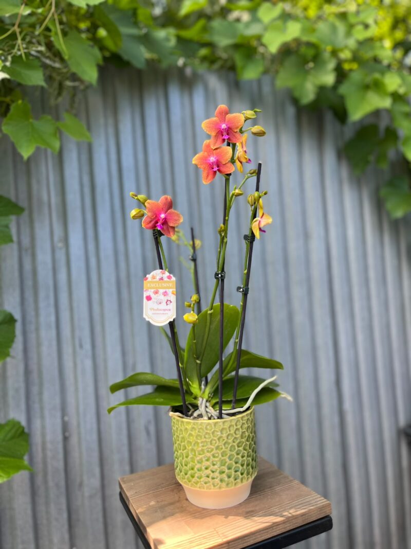 Phalaenopsis Bolgheri | Storczyk Pachnący