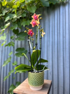 Phalaenopsis Bolgheri | Storczyk Pachnący