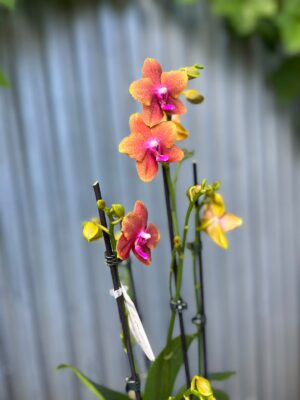 Phalaenopsis Bolgheri | Storczyk Pachnący