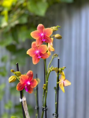 Phalaenopsis Bolgheri | Storczyk Pachnący