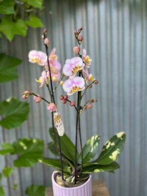 Phalaenopsis carola | Storczyk