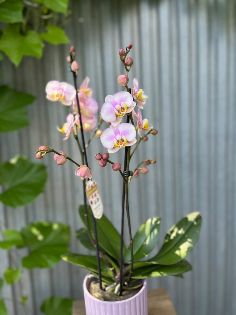 Phalaenopsis carola | Storczyk