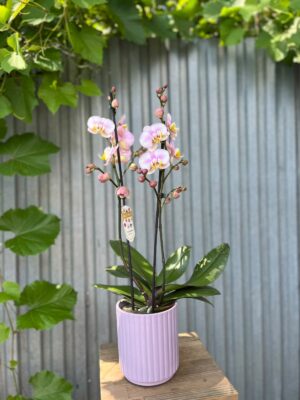 Phalaenopsis carola | Storczyk