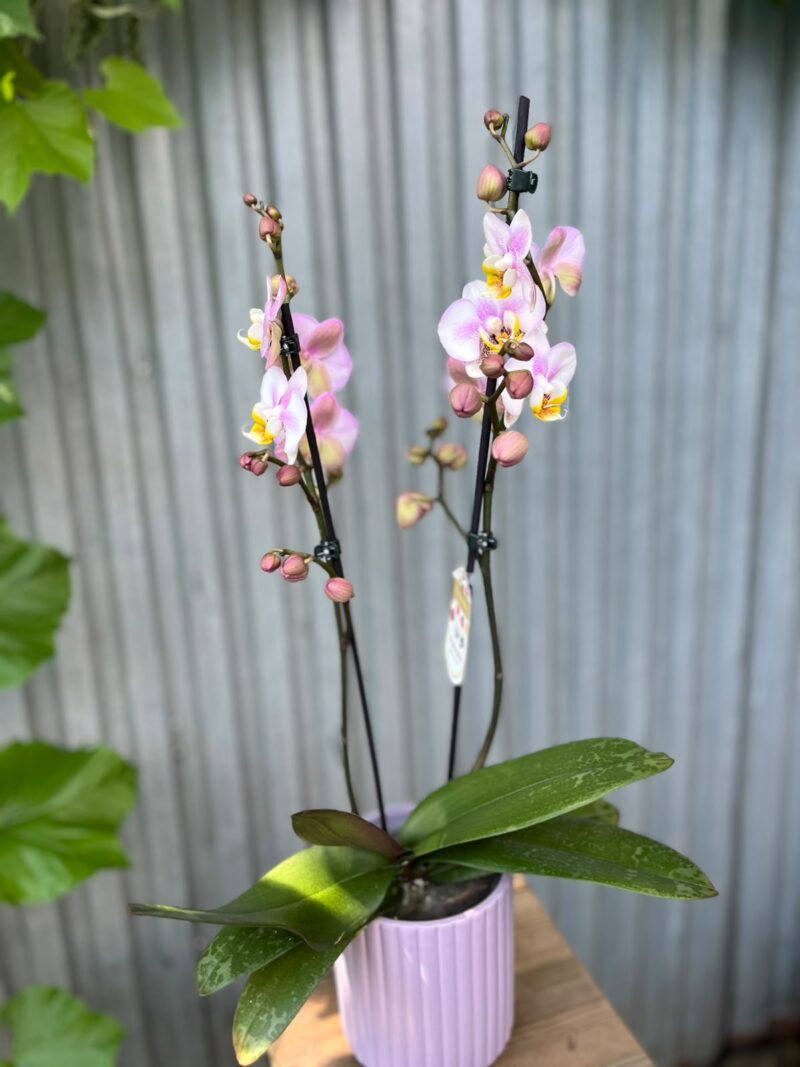 Phalaenopsis carola | Storczyk