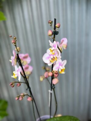 Phalaenopsis carola | Storczyk