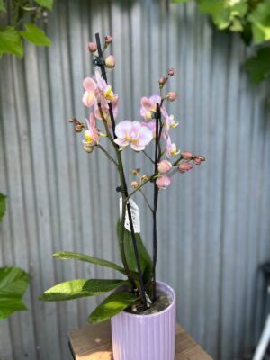 Phalaenopsis carola | Storczyk