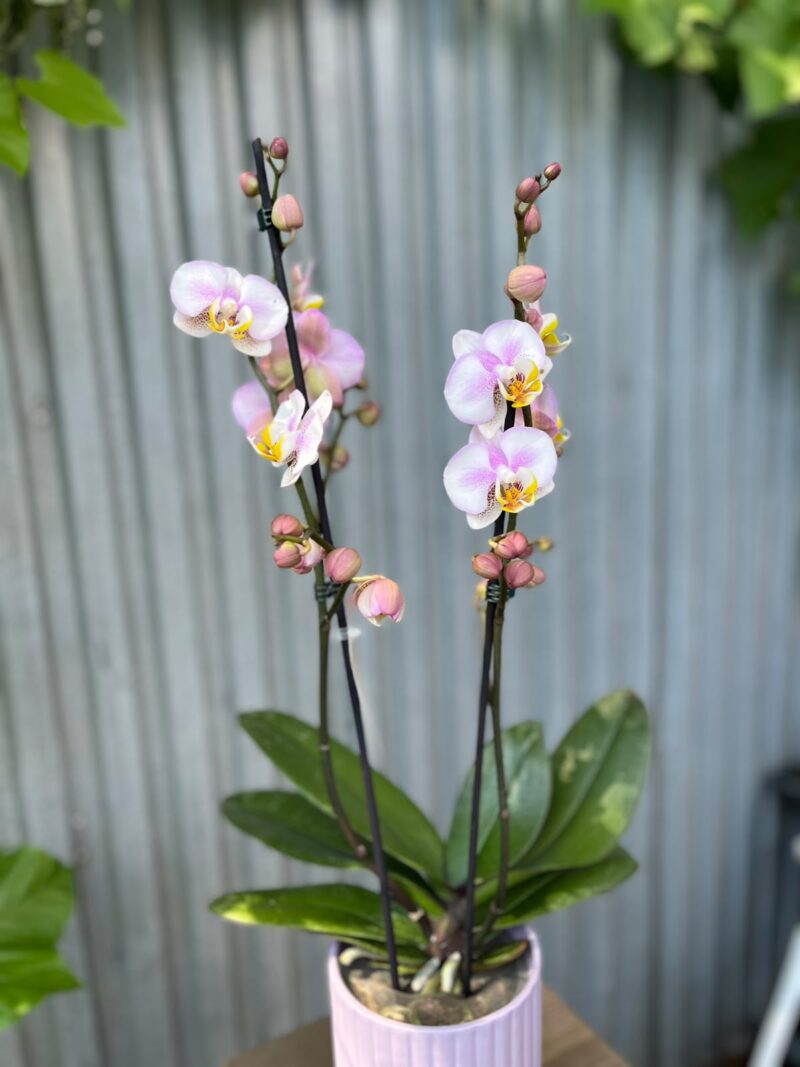 Phalaenopsis carola | Storczyk